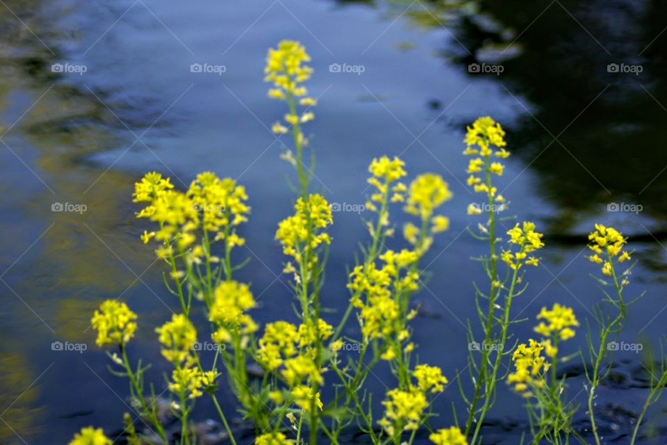 Lakeside Flora