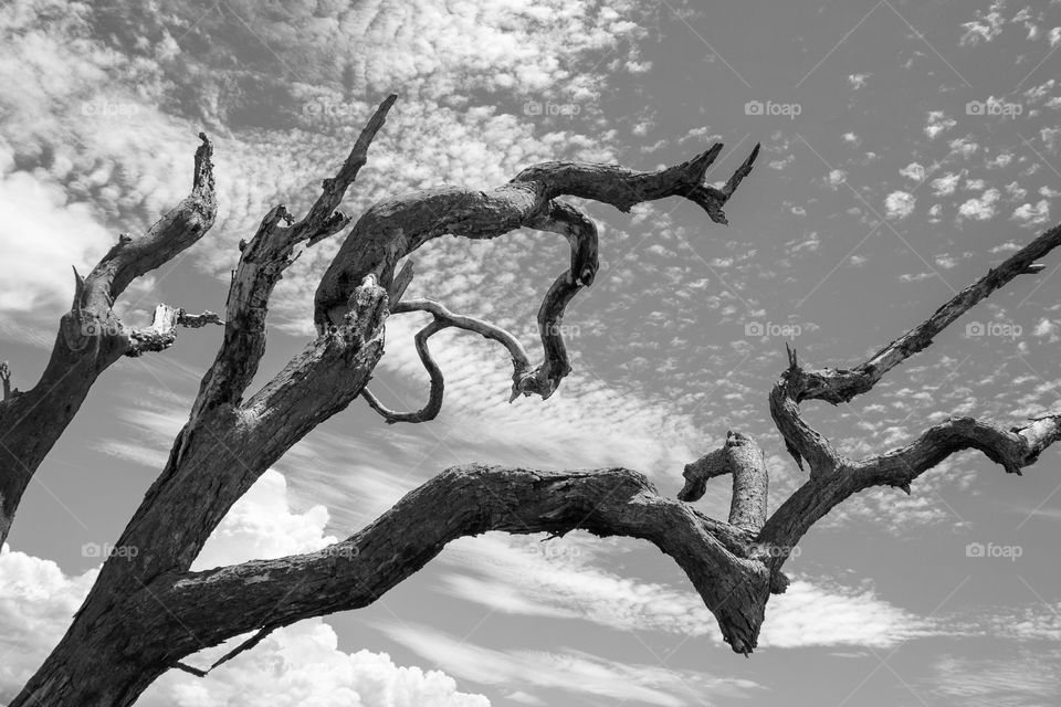 twisted trunks of an old tree