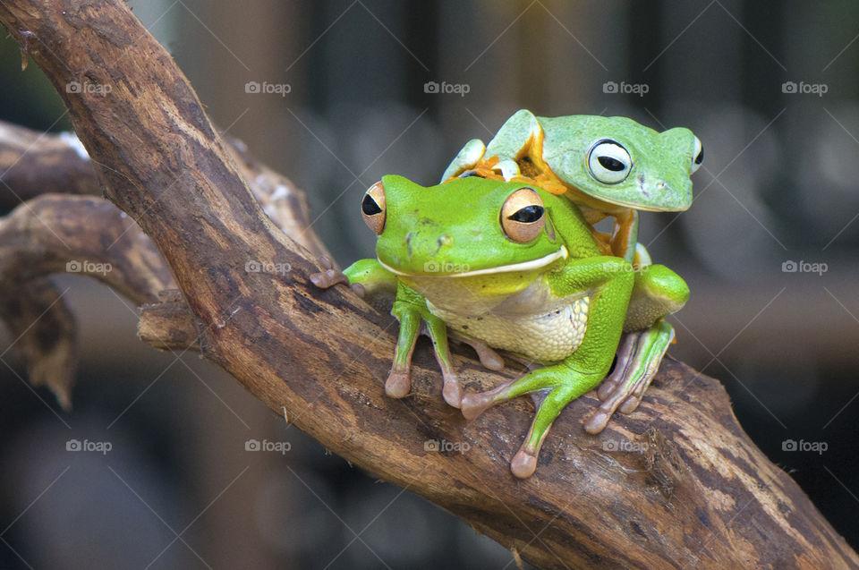 Flying frog and Green tree frog whitelips