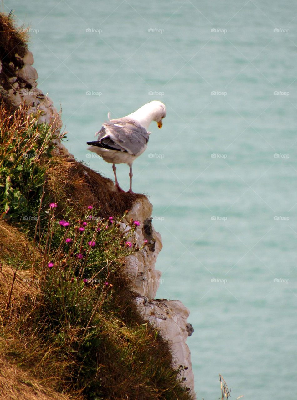 seagull