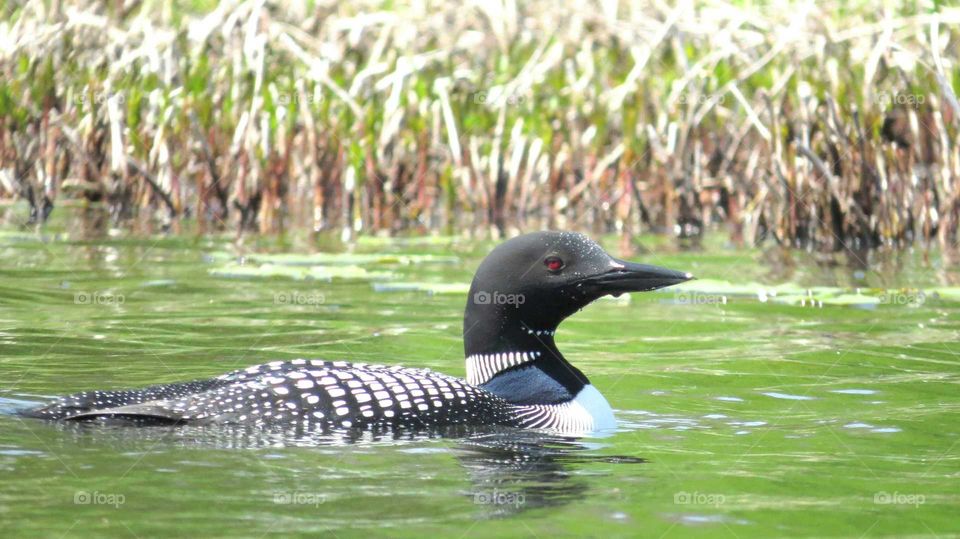 Loon protecting nest area