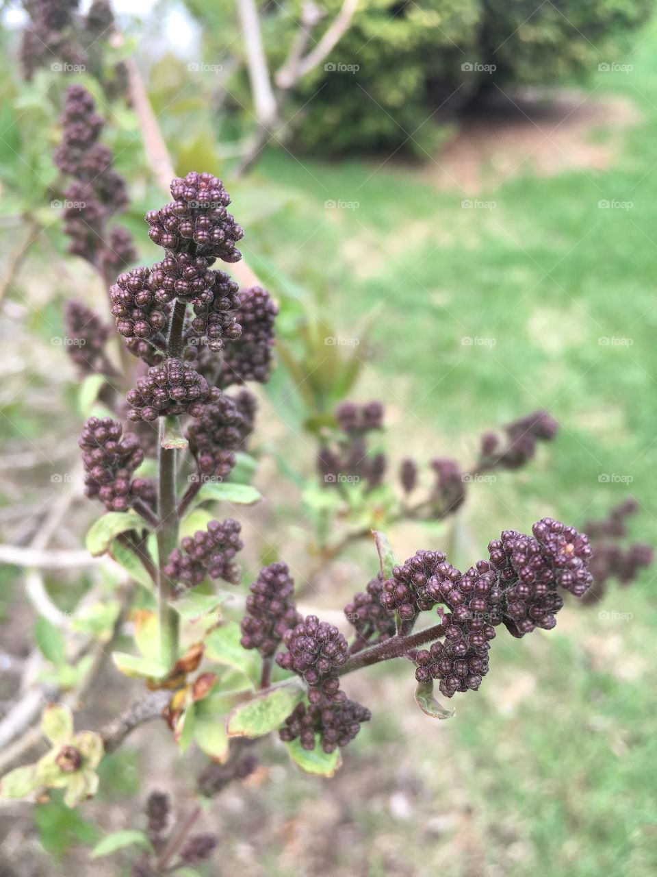 Lilacs starting to wake up from the long winter.