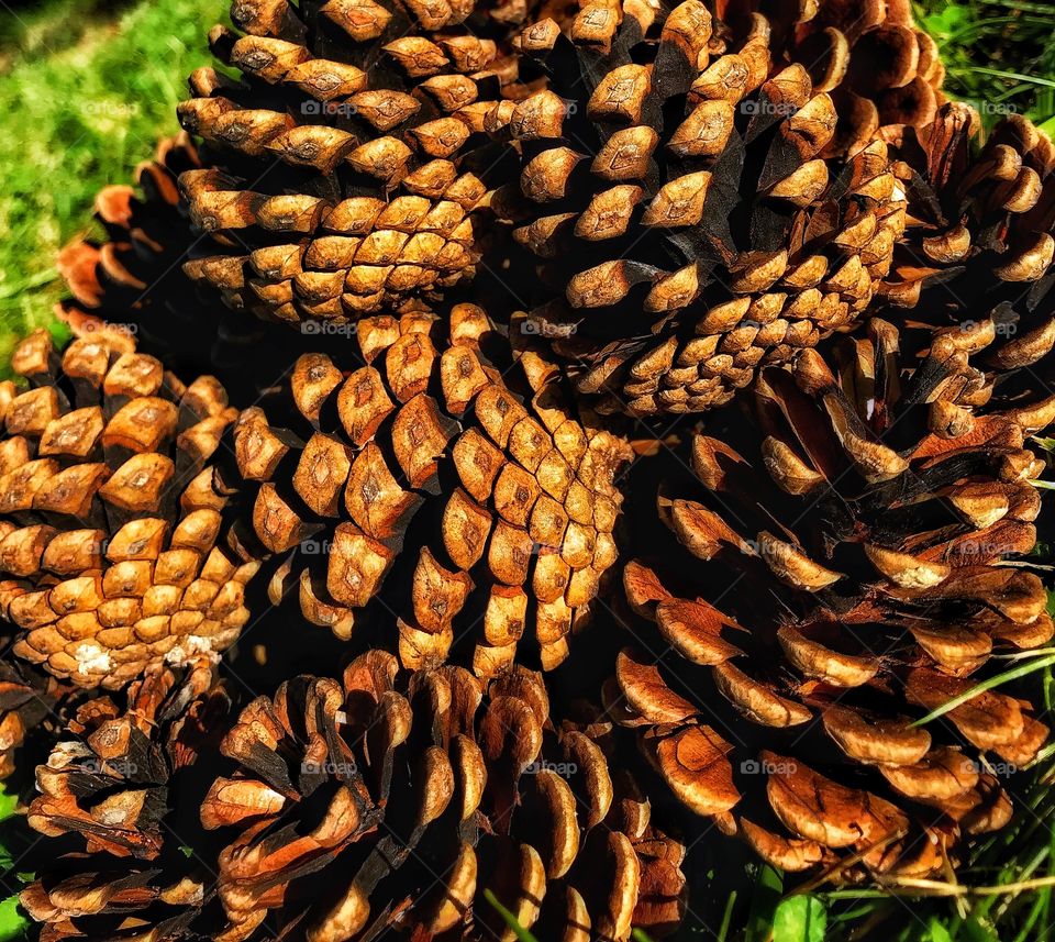 A pile of pinecones in the grass—taken in Schererville, Indiana 