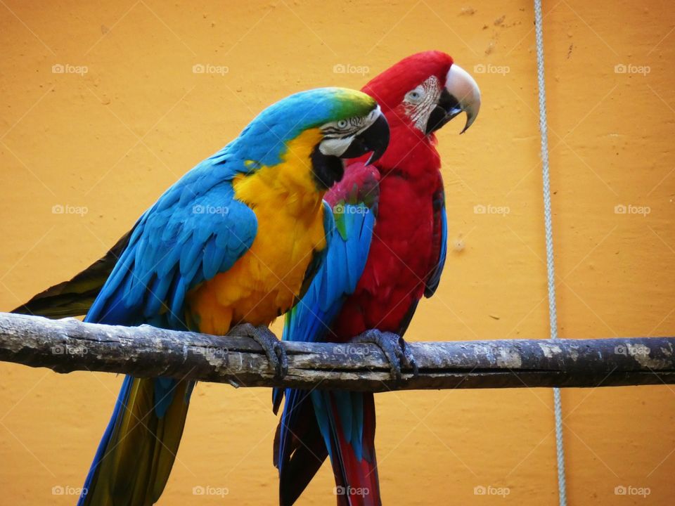 colorful birds