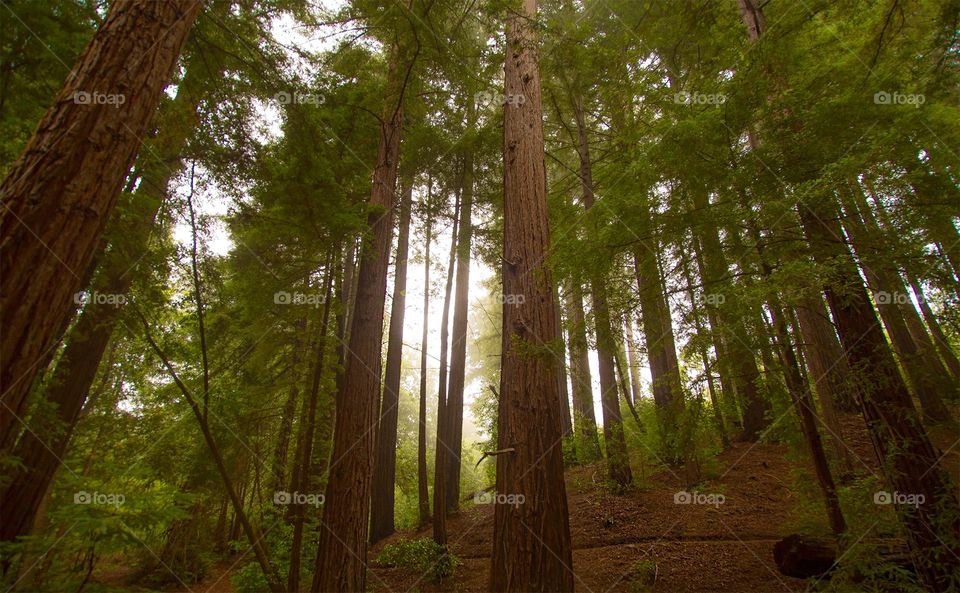Redwoods at Ventana Campground, Big Sur