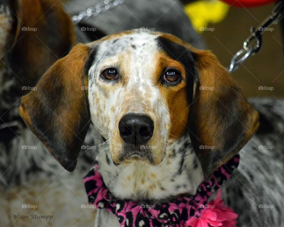 Waiting in line. Blue Tick hunting dog all dressed up, waiting in line for a treat.