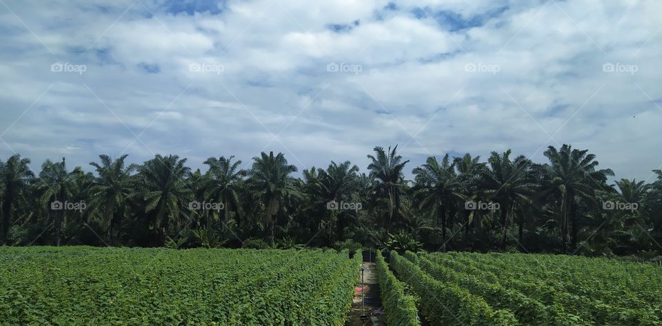 Fertigation Farm in front of oil palm plantations