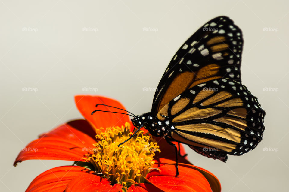 Monarch on Flower