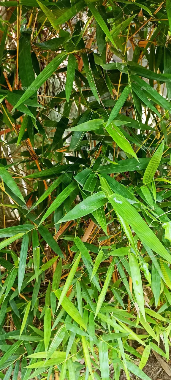Bamboo