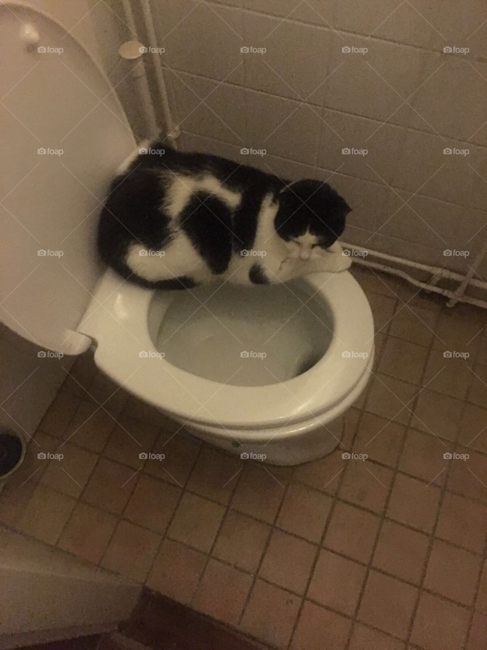 Black and white cat on the toilet