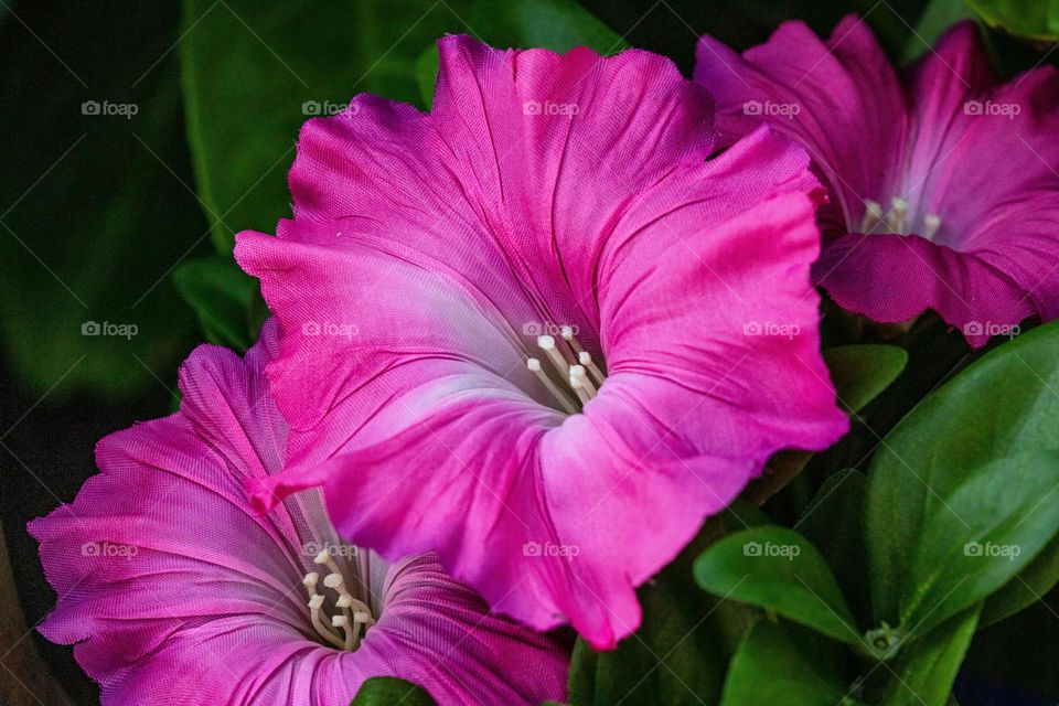 a close up of a pink flower with green leaves