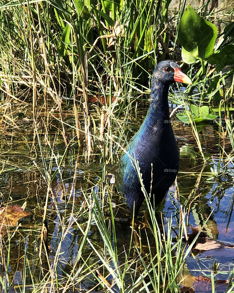 Purple Gallinule in the reeds near the shore 