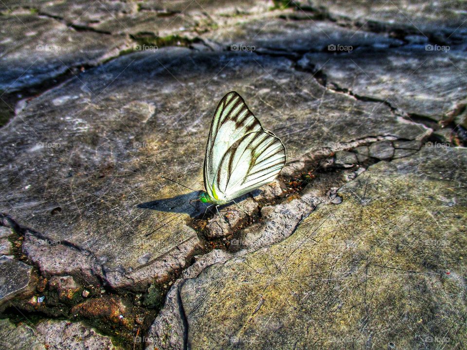 Beautiful butterflies perched on the damaged terrace