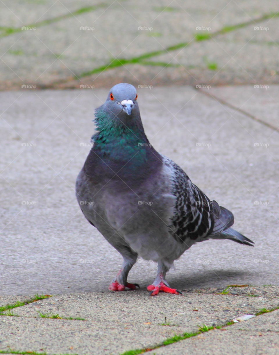 I can walk-Rock pigeon 161