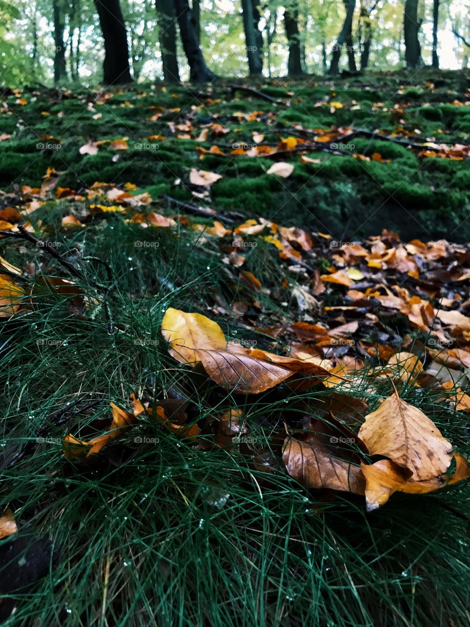 Dry leaves on grass in forest