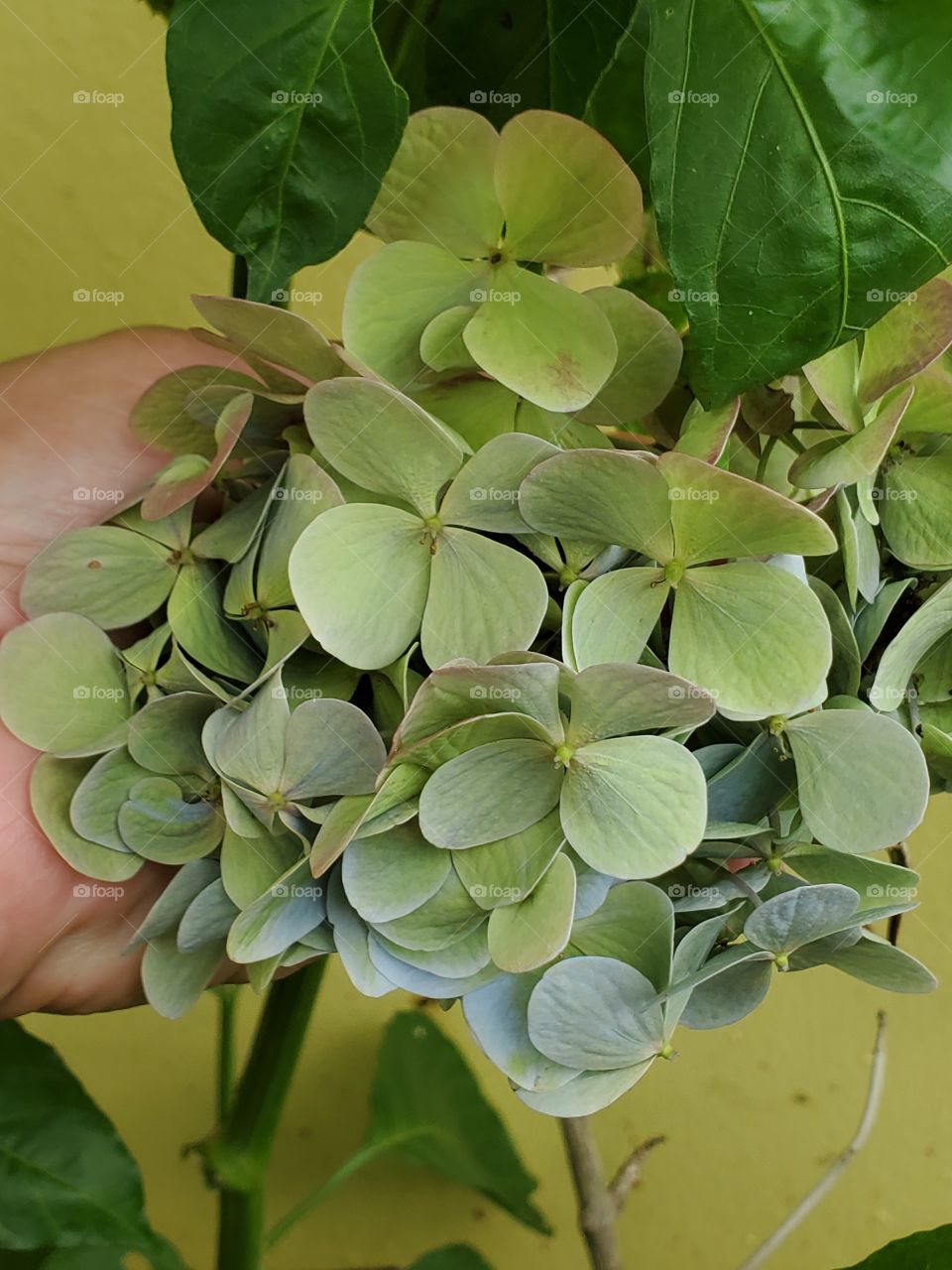 green hidrangea macrophylla