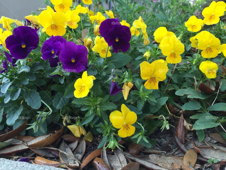 Yellow and purple flower