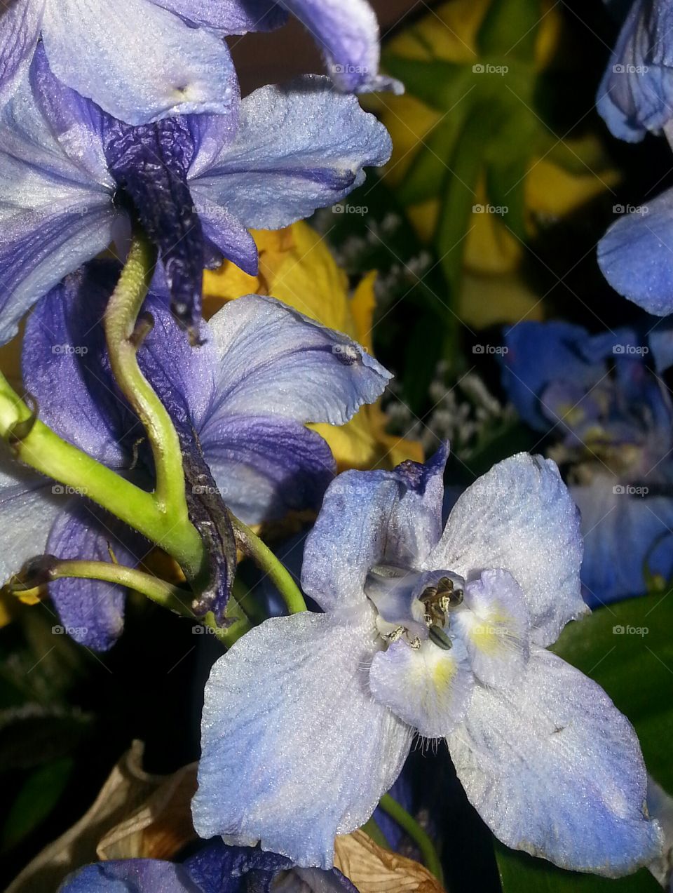 Delphinium