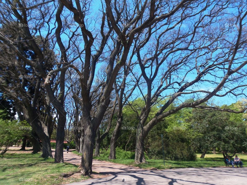 Tree of the Buenoa Aires Park
