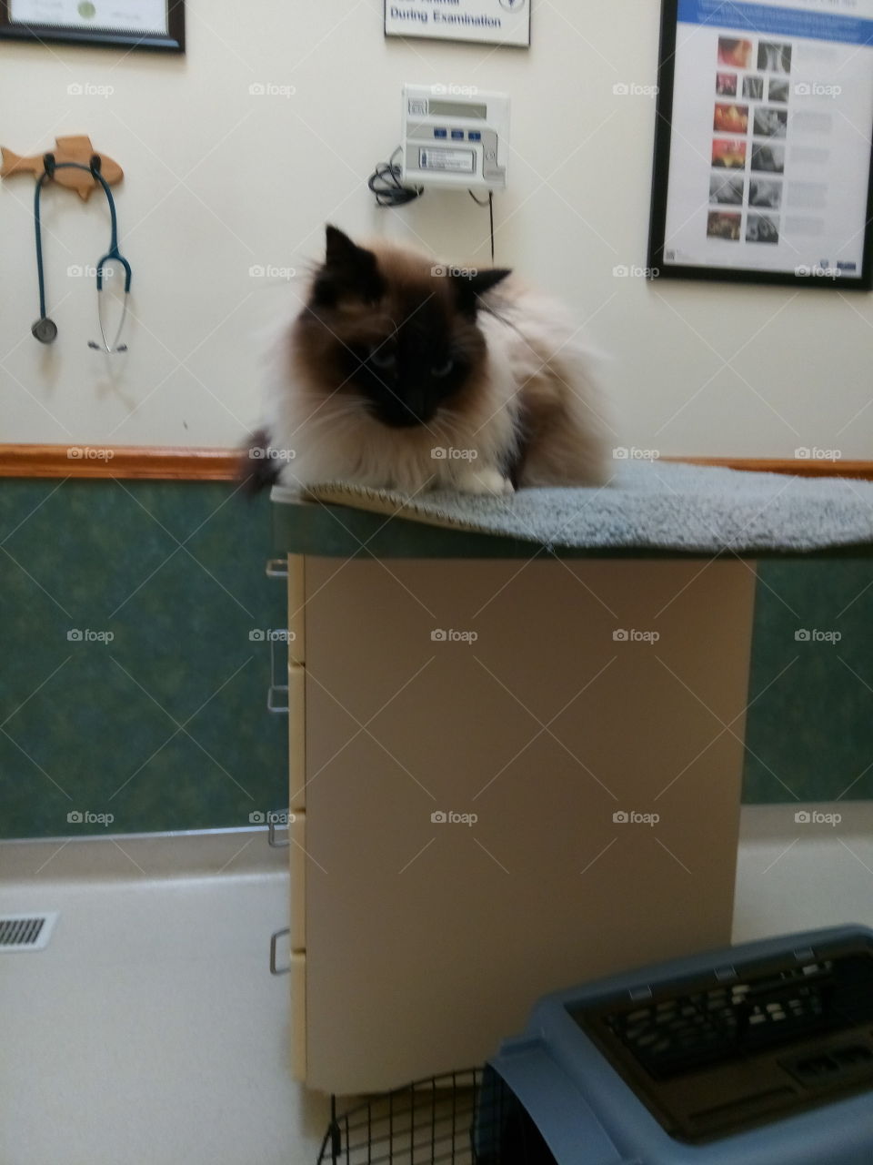 Moriarty at the vets