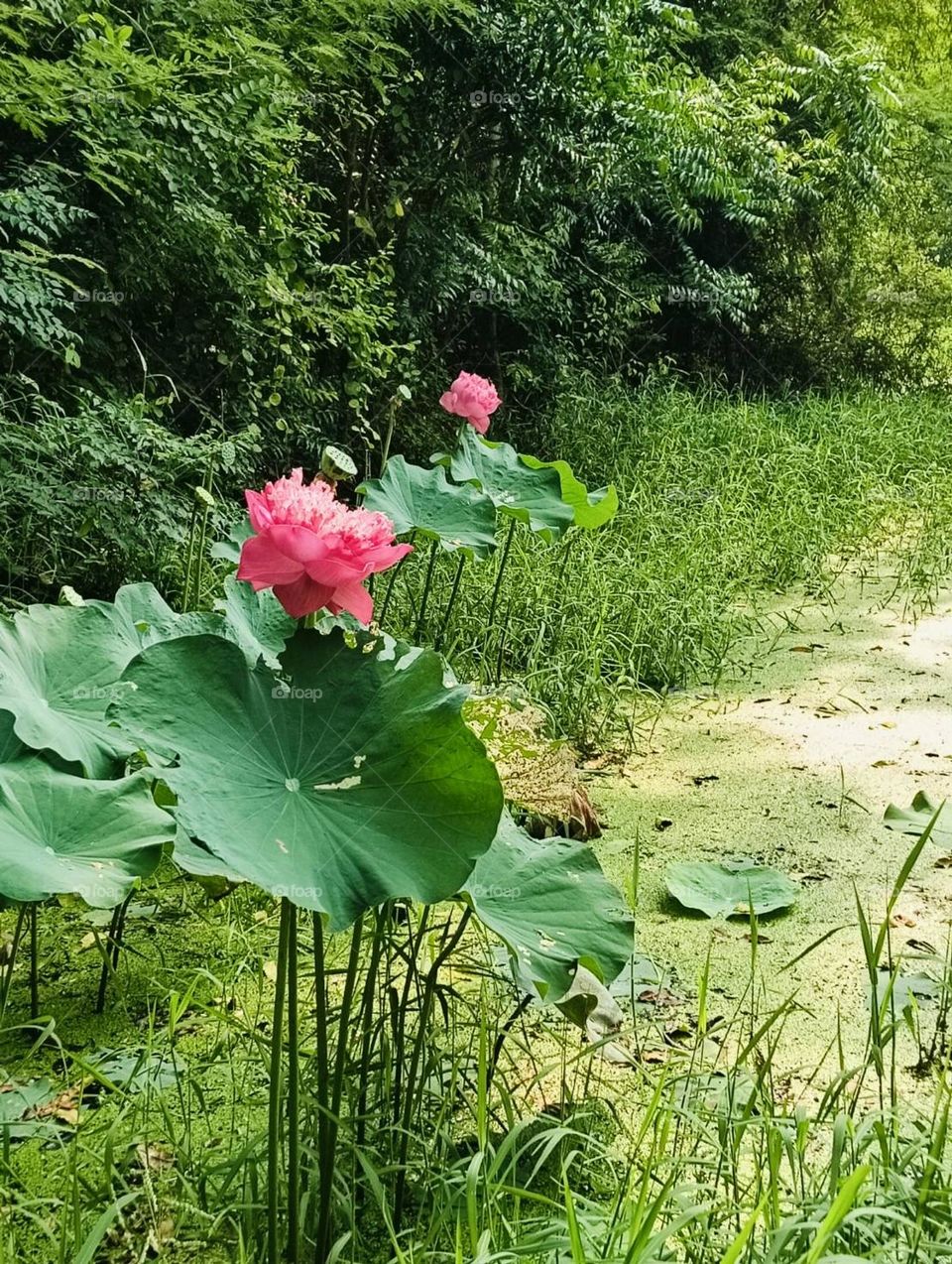 Plants around us, @ upcountry ( Thailand 🇹🇭