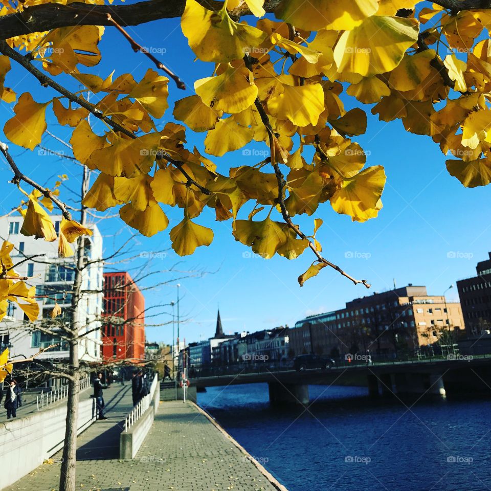 Yellow tree under the blue sky