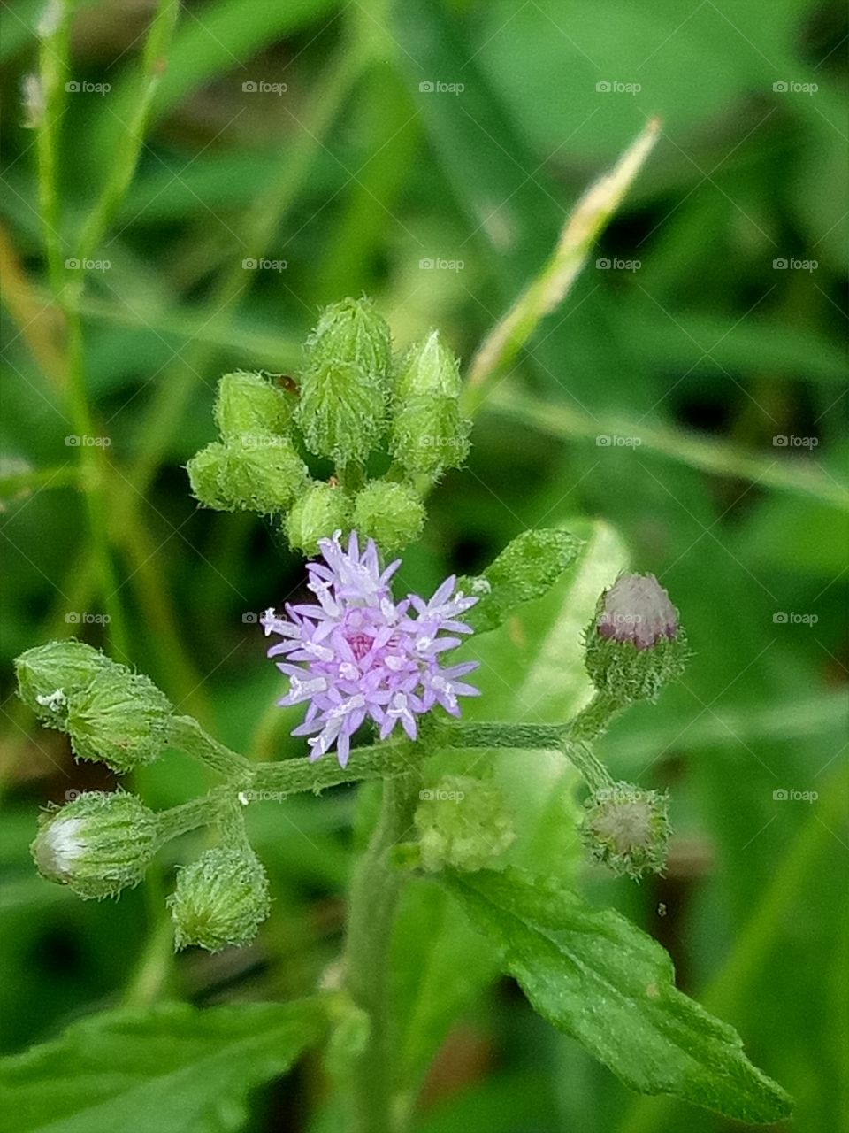 wild grass purple flower