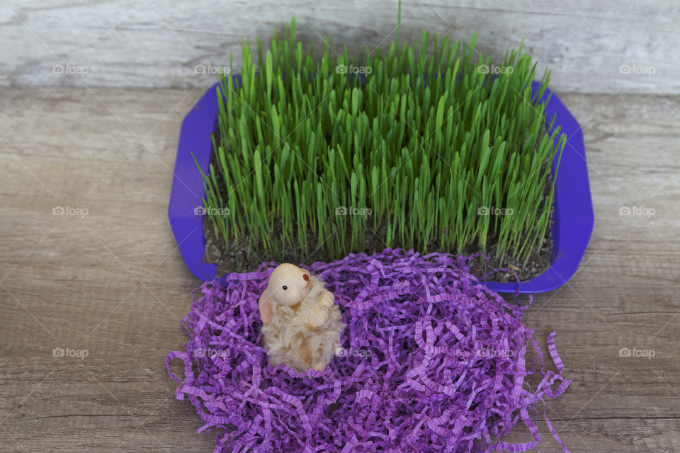 Rabbit on purple grass decor, near the green grass in a table