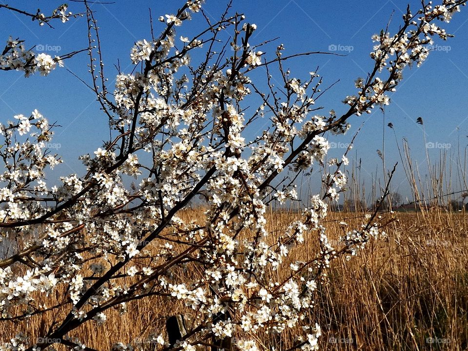 Frühlings Erwachen.