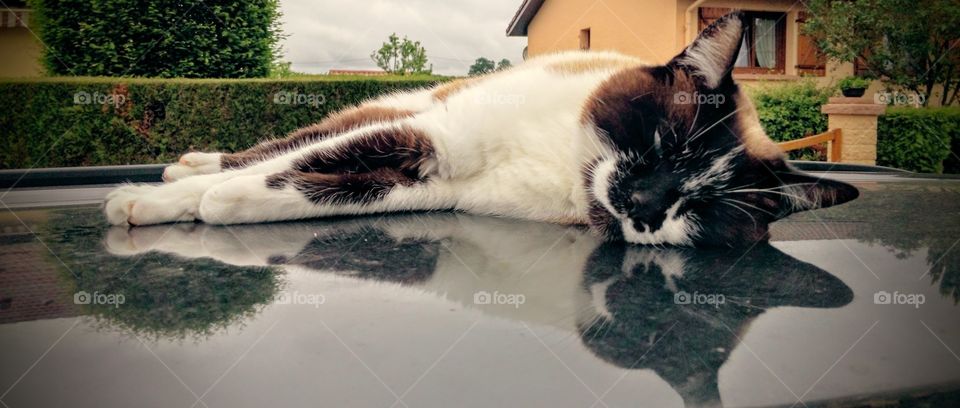 Cat on the car roof / chat sur le toit de la voiture