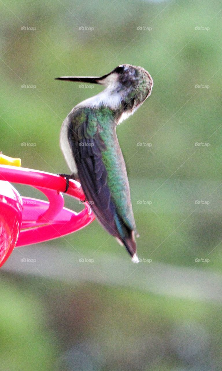 male green hummingbird on feeder