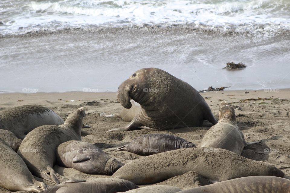 Elephant seals