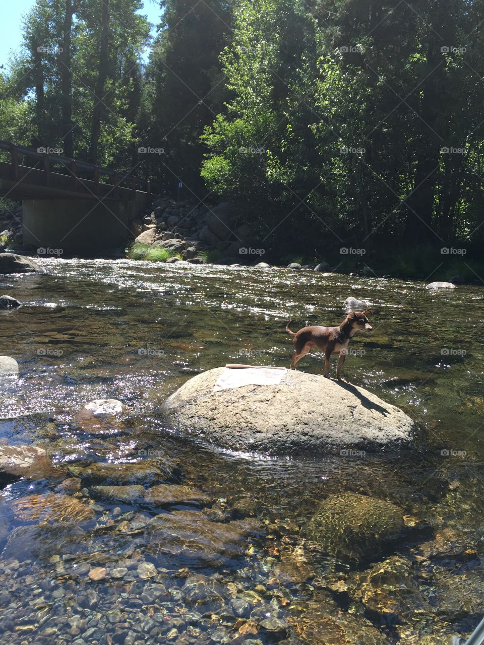 Creek, creek fun, water, dog, dog on rock, dig in creek, dog and water, summer, summer time