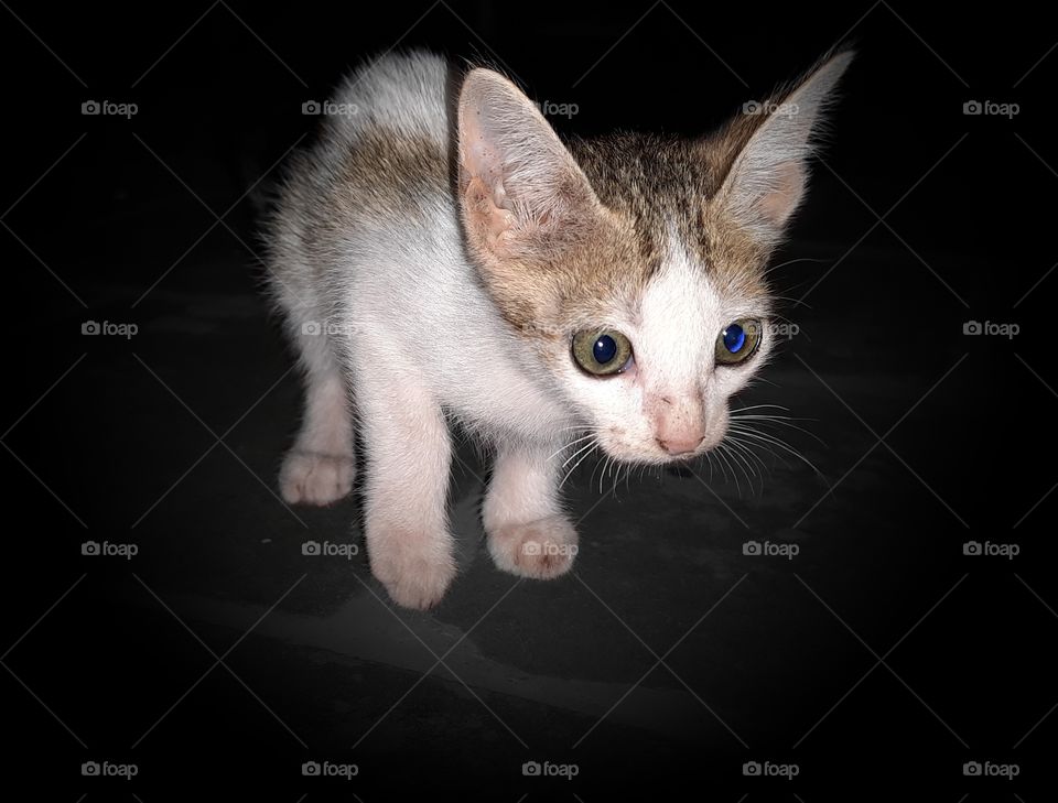 My pet kitten...Nothing can burst my stress better than my kitten..An sharp eye sharp vision of my pet kitten