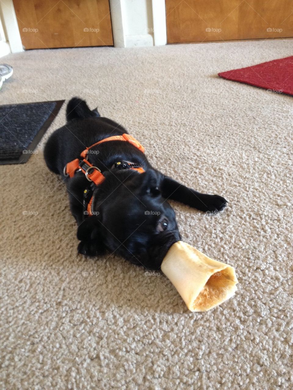 Dolly loves peanut butter