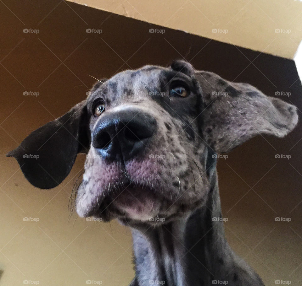 Dog, Portrait, Animal, Cute, Mammal