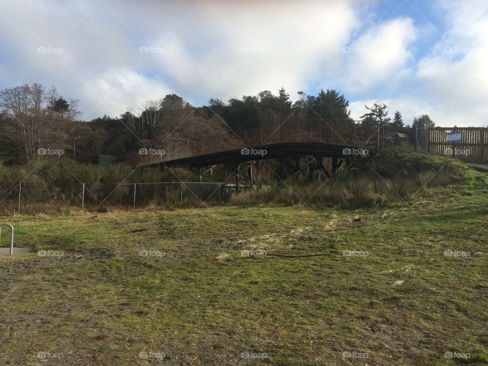 A bridge in a forest.