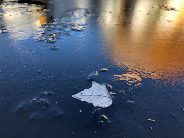 Hoja en agua congelada 