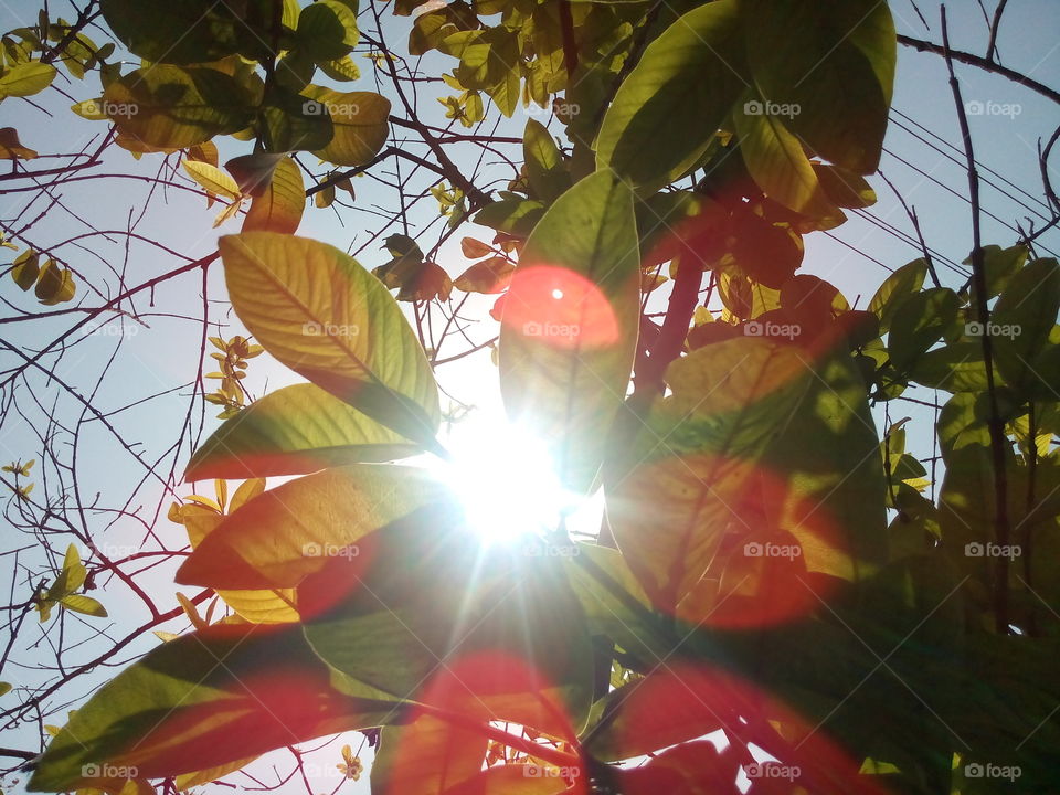 Sun shining through leaves