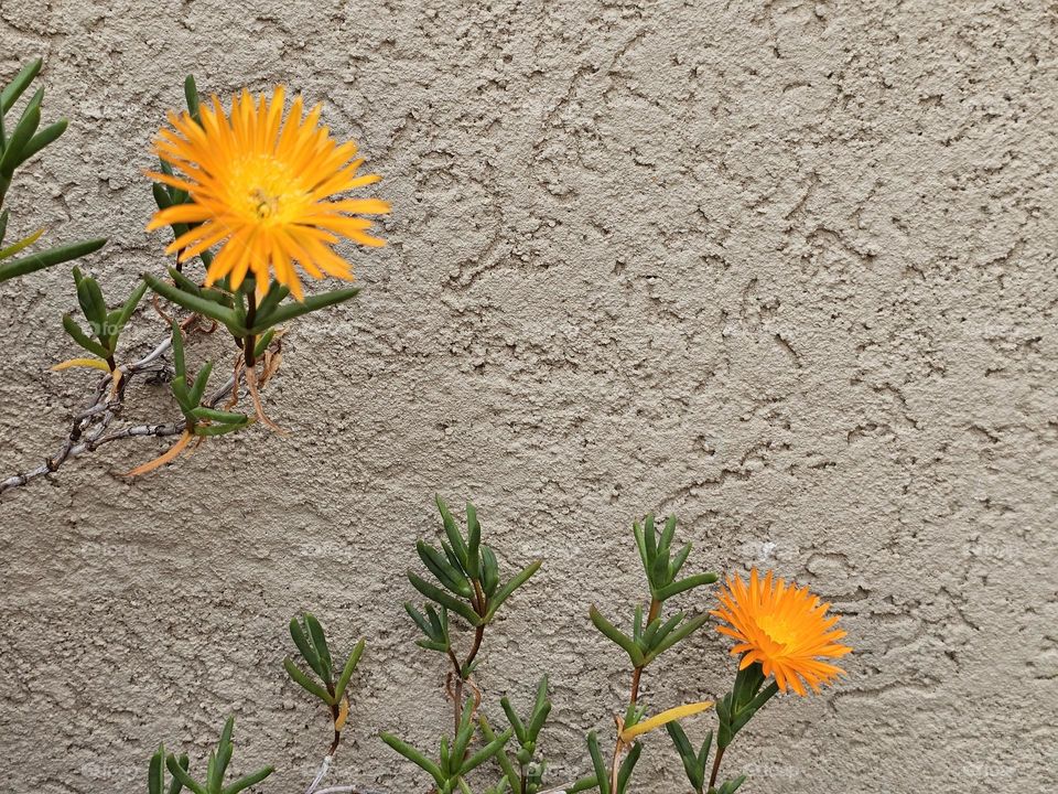 An orange Trailing Ice plant pointing towards the sun, open,  showing off its beauty.  Against a beige wall, the bright flower stands out.