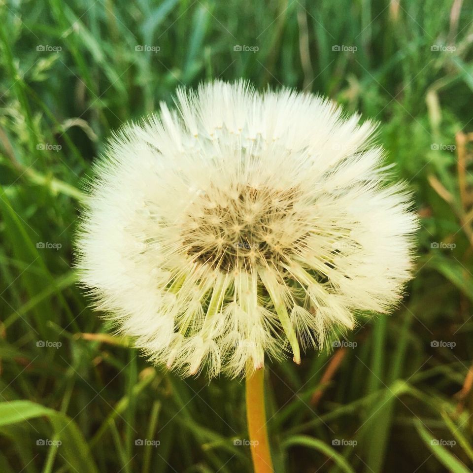 Dandelion Macro