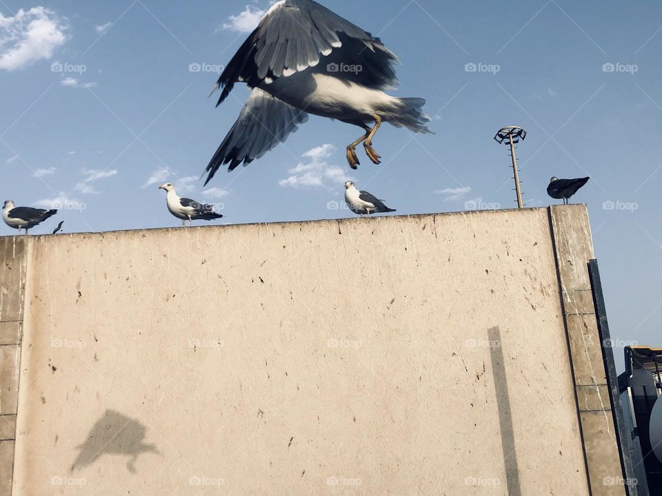 Splendid flying seagull