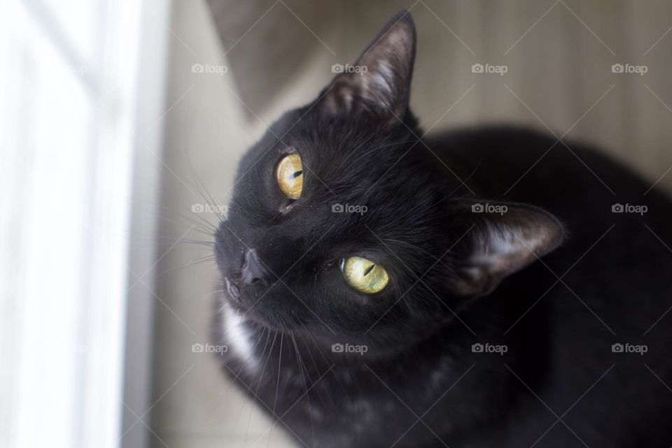 The window pleases her. Betsy, the cat, staring up at camera in front of sliding glass door