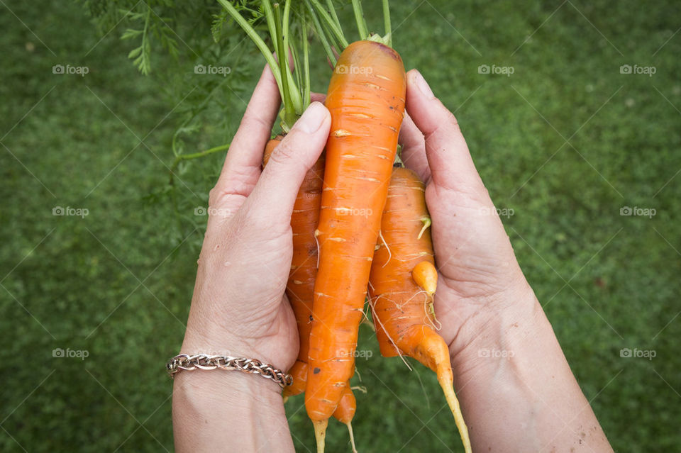 Fresh carrots from garden