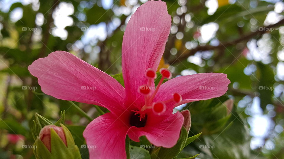 One of many beautiful tropical flowers in Guam