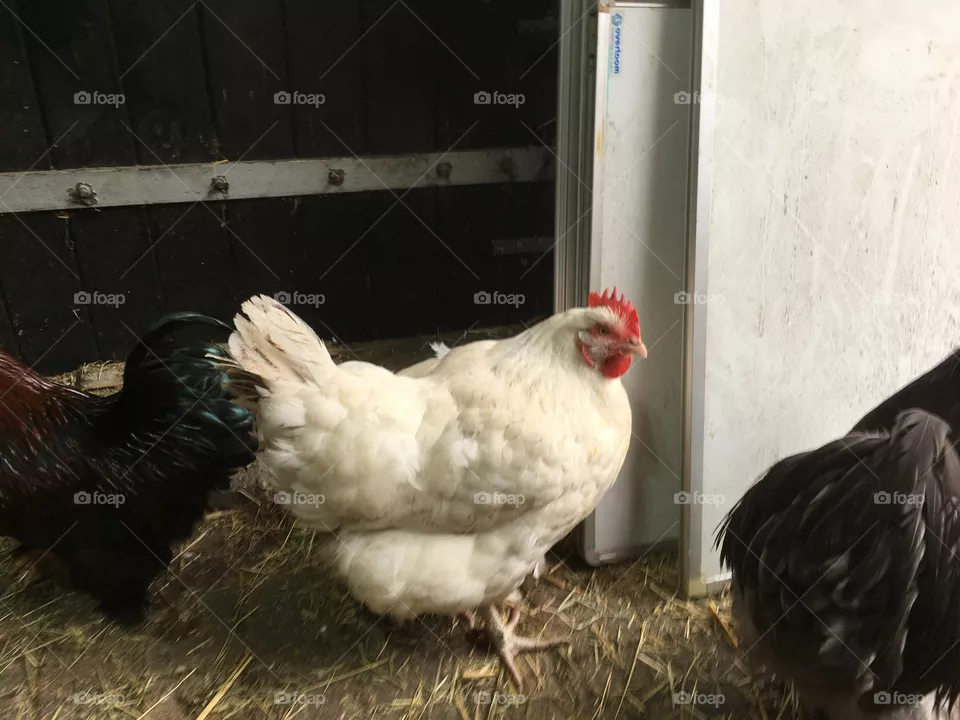 One white chicken on stable 