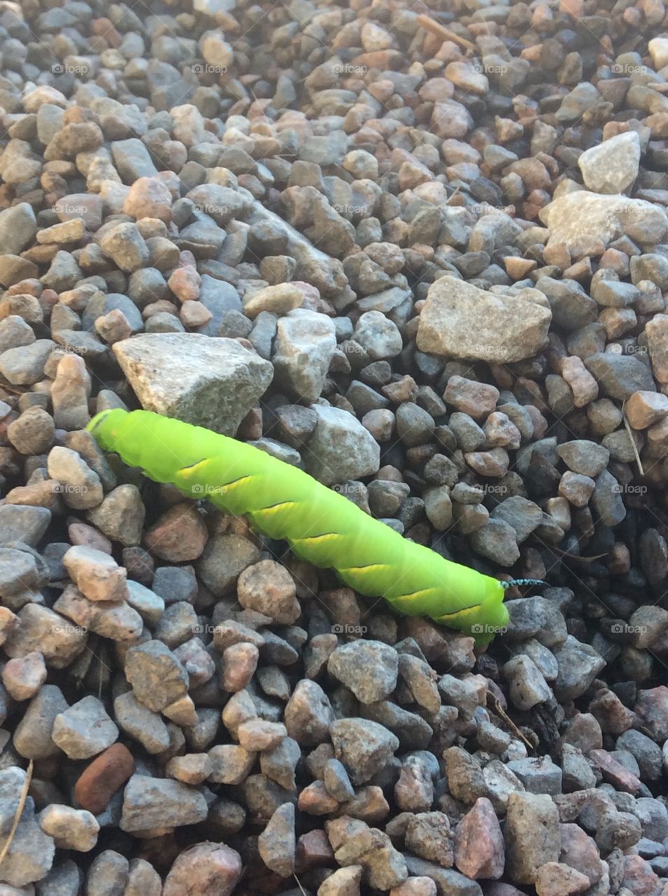 Caterpillar? 
