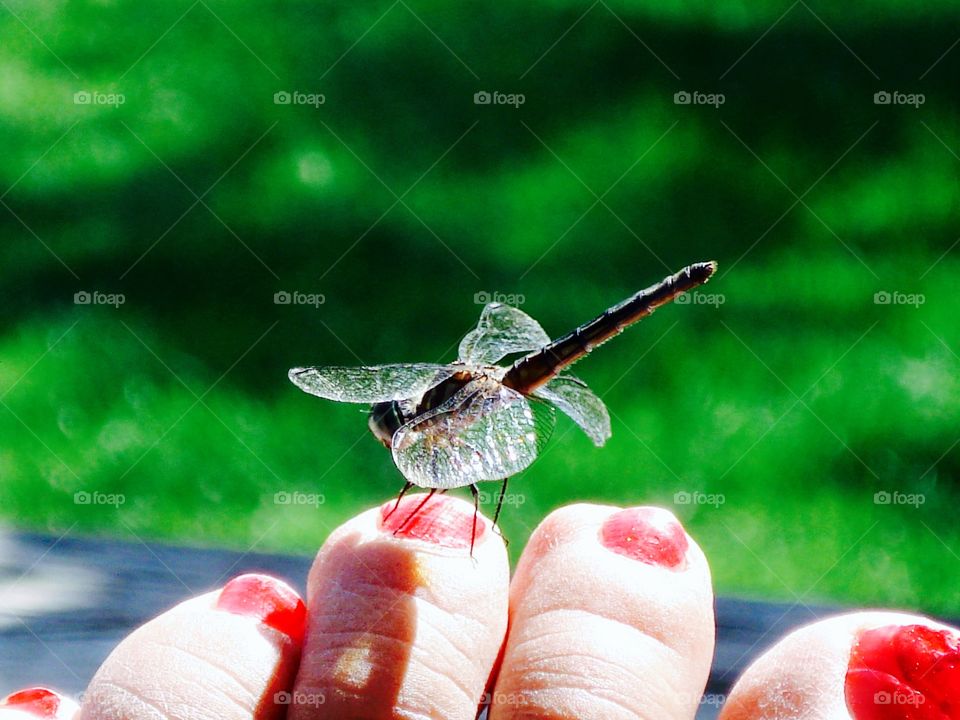 Dragonfly landed on bare toes, red nail polish, Green background