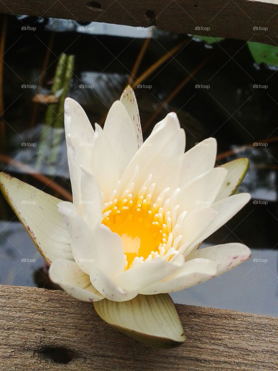 lotus flower . lotus flower in garden
