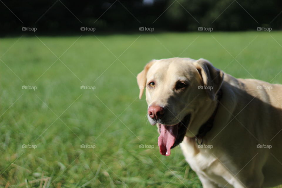 Close-up of a white dog